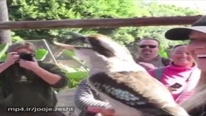 این یک پرنده بومی استرالیاست. با صدای بلند به این ویدیو گوش کنید
