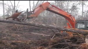 دعوای یک اورانگوتان با بیل مکانیکی را بخاطر خراب کردن جنگل ببینید.