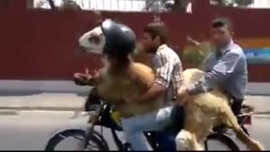 گوسفند موتور سوار