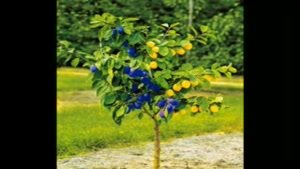 نهال ترکیبی - درخت چند نوع میوه