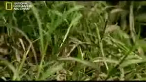 شکار دیدنی مار