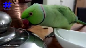 آموزش حرف زدن به طوطی را در این ویدیو مشاهده می کنید.