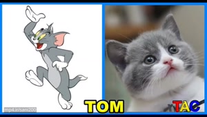 تام و جری در دنیای واقعی