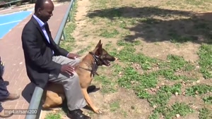 ویدیو جالب از سگ های تربیت شده