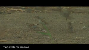 دانلود فیلم سینمایی طاووسهای بی پر