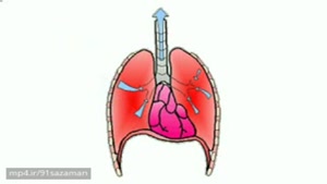 دستگاه تنفسی انسان