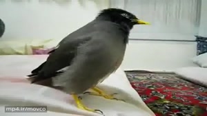 صحبت کردن حیوانات