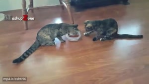دعوا و بحث دو گربه سر غذا (دوبله _ کلیپ رحمان)
