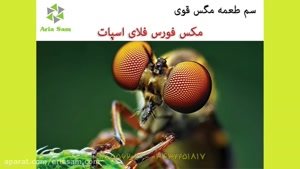 نابودسازی قطعی انواع مگس با سم مکس فورس فلای اسپات