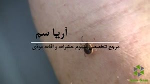 روش عجیب نیش زدن کنه ها