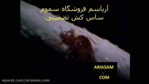 فیلمی دیدنی از گزش و مکیدن خون انسان توسط ساس