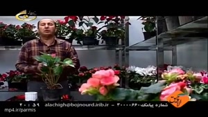 گل و گیاه