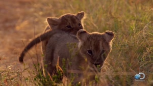 بازی بچه شیرها در کنار والدین شان