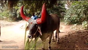 Intelligent Technology Smart Farming - Automatic milking machine Feeتکنولوژی هding Cleaning Cow Goat