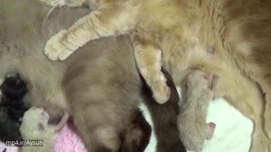 مامان گربه ها در کنار هم