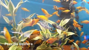 معرفی زیباترین و محبوب ترین ماهی های آکواریومی