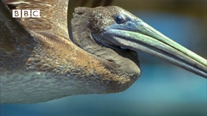 ویدیو زیبا از پرندگان