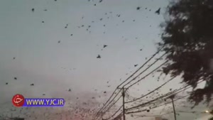 حمله‌ور شدن هزاران پرنده به یک شهر