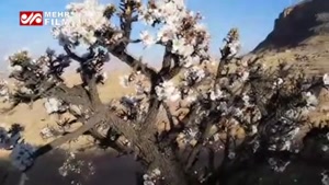 شکوفه های بادام در شهرستان نی ریز فارس