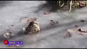 یخ زدن تمساح‌ها در پی سرمای شدید هوا 