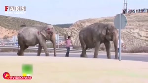 کشته شدن یک فیل بر اثر سقوط از کامیون