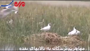 هزاران پرنده در تالابهای آذربایجان غربی جوجه آوری کرده اند