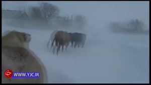 در قزاقستان همه چیز در حال یخ زدن است