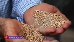 صنعت خاک فروشی گندم در دام تورهای جدید