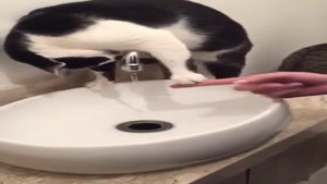 آب خوردن گربه از شیر آب