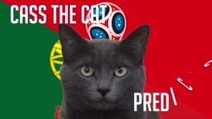 گربه پیشگو جام جهانی روسیه برد پرتغال را در مقابل مراکش پیش گویی کرد