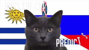 گربه پیشگو جام جهانی روسیه برد روسیه را در مقابل اروگوئه پیش گویی کرد
