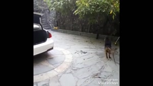 باهوش ترین سگ ایرانی