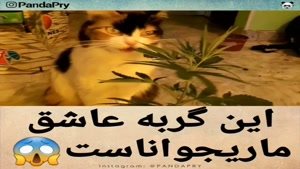 گربه ای که گل ماریجوانا میخوره