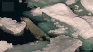 مستند خرس قطبی