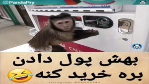 یه میمون چه حسی داره