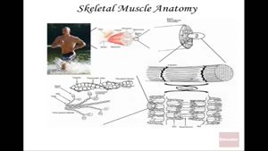 آناتومی و فیزیولوژی ساختار عضلانی بدن