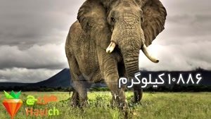 ۱۸ حقیقت بسیار جالب در مورد فیل‌ ها که شاید نمی‌دانستید