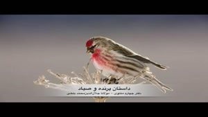 داستان پرنده و صیاد