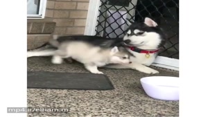 فقط نگاه مامانش🐶 👌😂
