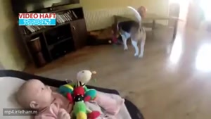 ویدئو پربازدید سال: تلاش سگ برای جبران