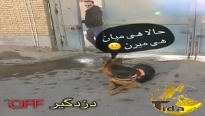 حرکات جالب سگ باهوش
