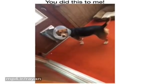 فقط نگاهش وااااای 😂😂😂