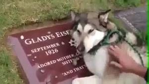 گریه کردن سگ برروی قبر صاحبش