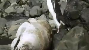 پنگوئن سنگین وزن