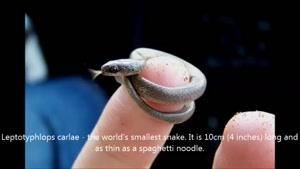 10 حیوان کوچک در جهان