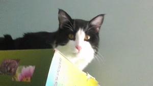 گربه ناقلا بالای قفسه کتاب.