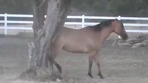 این اسب باهوشو ببینید