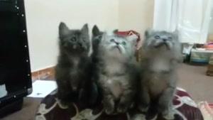 گروه رقص گربه ها