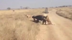 ناکام ماندن شیر ها از شکار بوفالو