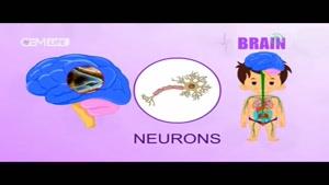 تکامل مغز نوزادان